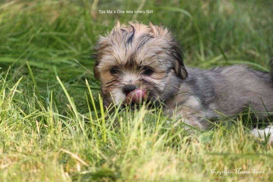 Lhasa Apso vap